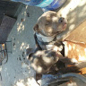 Meet your Posher, Pitbulls